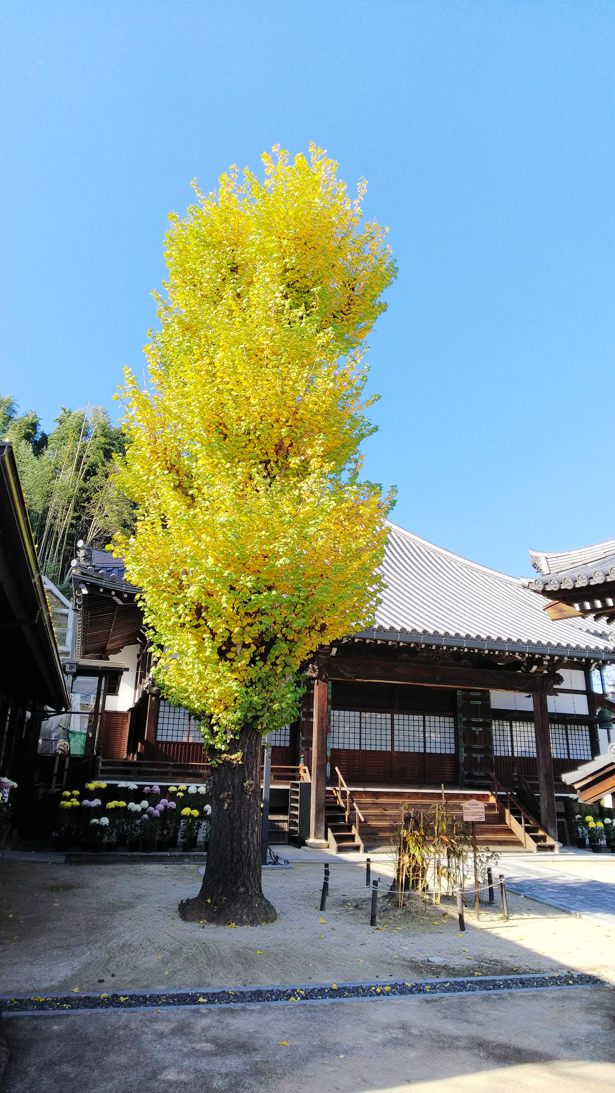 遊遊朝市